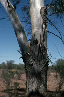 APII jpeg image of Eucalyptus eremicola subsp. peeneri  © contact APII