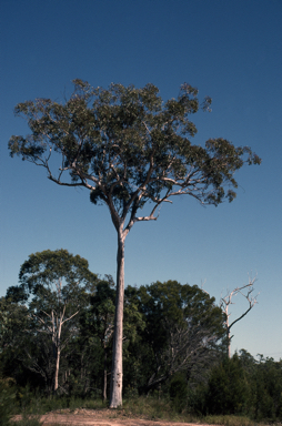 APII jpeg image of Eucalyptus racemosa  © contact APII