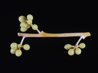 APII jpeg image of Eucalyptus leucophloia subsp. euroa  © contact APII