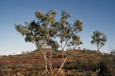 APII jpeg image of Eucalyptus leucophylla  © contact APII