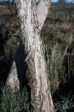 APII jpeg image of Eucalyptus leucophylla  © contact APII