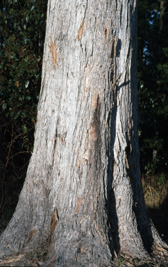 APII jpeg image of Eucalyptus obliqua  © contact APII