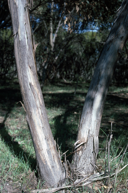 APII jpeg image of Eucalyptus obtusiflora  © contact APII