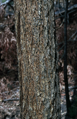 APII jpeg image of Eucalyptus phoenicea  © contact APII