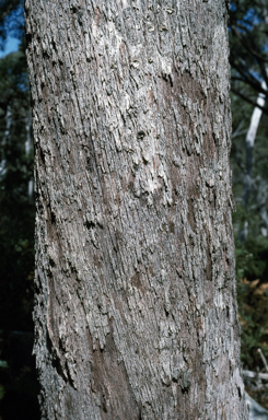 APII jpeg image of Eucalyptus radiata subsp. radiata  © contact APII