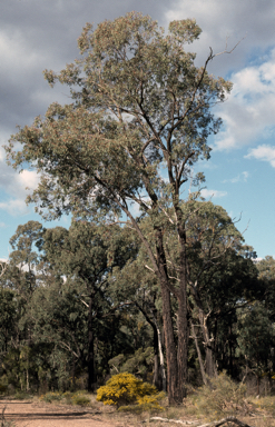 APII jpeg image of Eucalyptus sideroxylon  © contact APII