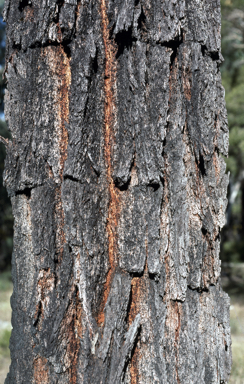 APII jpeg image of Eucalyptus sideroxylon  © contact APII