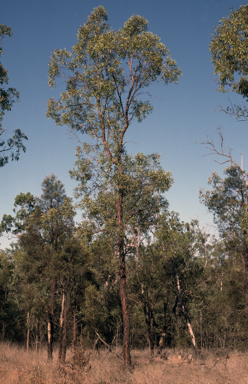 APII jpeg image of Eucalyptus tenuipes  © contact APII