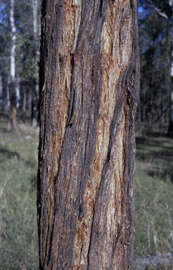 APII jpeg image of Eucalyptus tenuipes  © contact APII