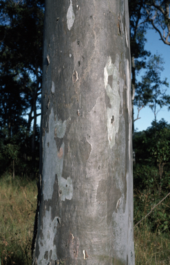 APII jpeg image of Eucalyptus tereticornis  © contact APII