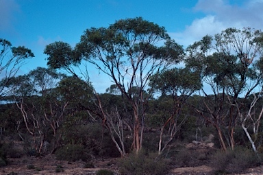 APII jpeg image of Eucalyptus calcareana  © contact APII