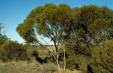 APII jpeg image of Eucalyptus captiosa  © contact APII