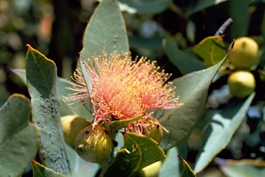 APII jpeg image of Eucalyptus carnabyi  © contact APII