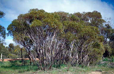 APII jpeg image of Eucalyptus celastroides subsp. virella  © contact APII