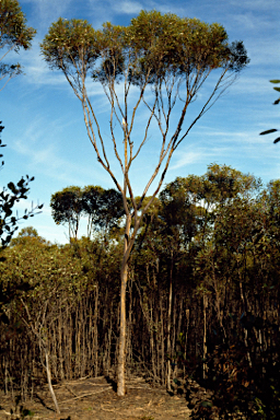 APII jpeg image of Eucalyptus clivicola  © contact APII