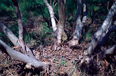 APII jpeg image of Eucalyptus cretata  © contact APII