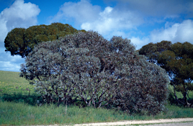 APII jpeg image of Eucalyptus cretata  © contact APII