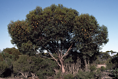 APII jpeg image of Eucalyptus dolichorhyncha  © contact APII