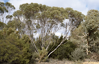 APII jpeg image of Eucalyptus exilis  © contact APII