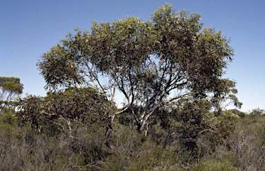 APII jpeg image of Eucalyptus famelica  © contact APII