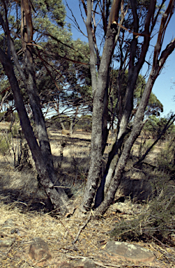 APII jpeg image of Eucalyptus kochii subsp. kochii  © contact APII