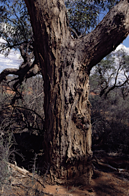 APII jpeg image of Eucalyptus largiflorens  © contact APII