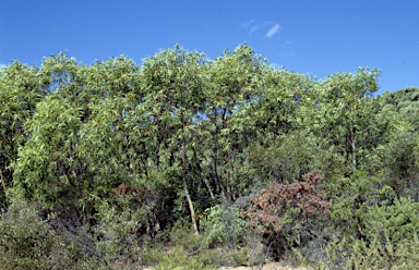 APII jpeg image of Eucalyptus lateritica  © contact APII