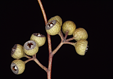 APII jpeg image of Eucalyptus leptopoda subsp. subluta  © contact APII