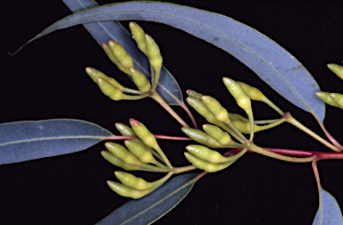 APII jpeg image of Eucalyptus marginata subsp. elegantella  © contact APII