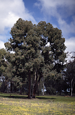 APII jpeg image of Eucalyptus marginata subsp. thalassica  © contact APII