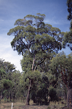 APII jpeg image of Eucalyptus mckieana  © contact APII