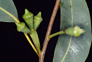 APII jpeg image of Eucalyptus megacarpa  © contact APII