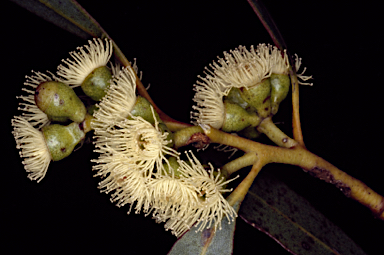 APII jpeg image of Eucalyptus micranthera  © contact APII