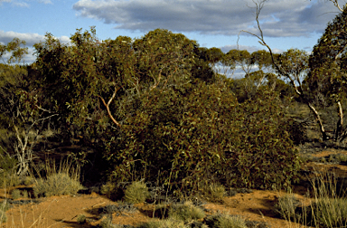 APII jpeg image of Eucalyptus articulata  © contact APII