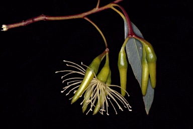 APII jpeg image of Eucalyptus aspratilis  © contact APII