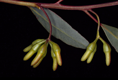 APII jpeg image of Eucalyptus astringens subsp. astringens  © contact APII