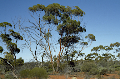 APII jpeg image of Eucalyptus oleosa subsp. oleosa  © contact APII