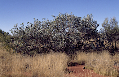 APII jpeg image of Eucalyptus oxymitra  © contact APII