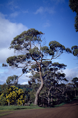 APII jpeg image of Eucalyptus petiolaris  © contact APII