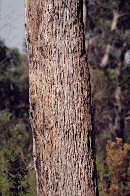 APII jpeg image of Eucalyptus radiata subsp. sejuncta  © contact APII