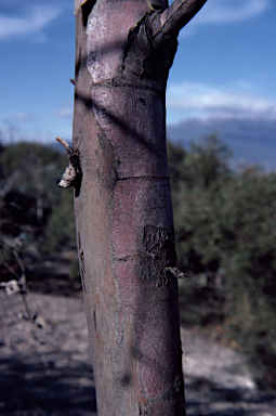 APII jpeg image of Eucalyptus risdonii  © contact APII