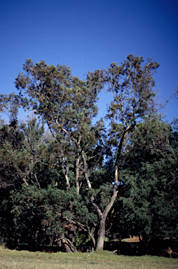 APII jpeg image of Eucalyptus rudis subsp. cratyantha  © contact APII