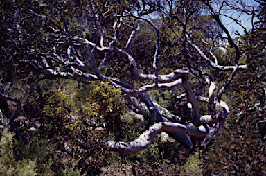 APII jpeg image of Eucalyptus rugosa  © contact APII