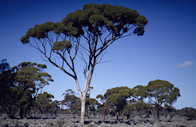 APII jpeg image of Eucalyptus salmonophloia  © contact APII