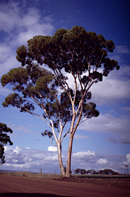 APII jpeg image of Eucalyptus salmonophloia  © contact APII