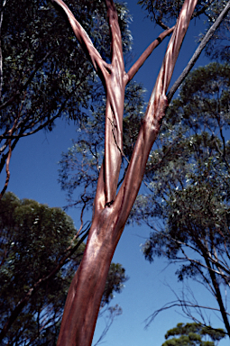 APII jpeg image of Eucalyptus salubris  © contact APII