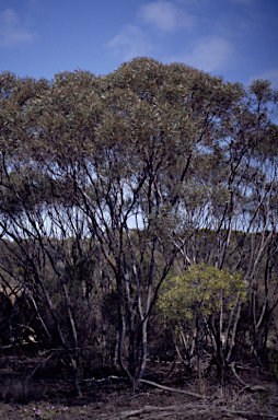 APII jpeg image of Eucalyptus spathulata  © contact APII