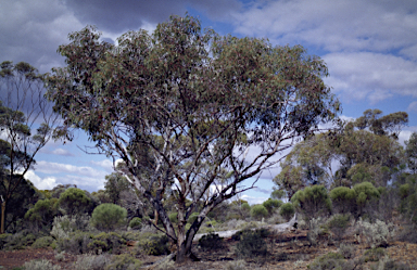 APII jpeg image of Eucalyptus stricklandii  © contact APII