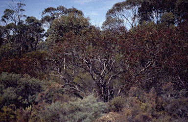 APII jpeg image of Eucalyptus mannifera  © contact APII