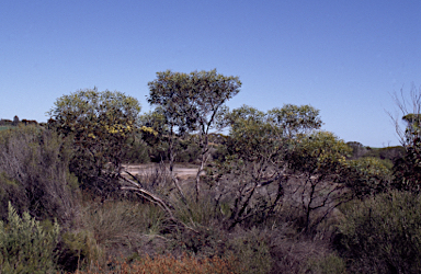 APII jpeg image of Eucalyptus varia subsp. salsuginosa  © contact APII